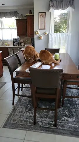 Why we can't have nice things 😂 @dwhdesigns  #fy #fyp #pets #petstiktok #petslover #cat #catsoftiktok #catlover #catmom #canthavenicethings #funny