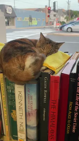 book store cat taking a nap (location : Dave’s Olde Book Shop, Redondo Beach California )  #BookTok #books #catsoftiktok #fypシ #davesoldebookshop