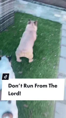 would you have run too? #frenchies #dogsoftiktok #dontrunfromthelord #creativityforgood #realizations #beentheredonethat #zoomies