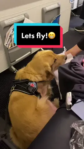 Let’s fly already!😃 #servicedog #fypforyou #marleynyc