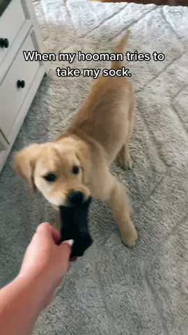 That’s my sock. No touch. #fyp #foryoupage #dog #puppy #goldenretrieverlife #goldenretriever