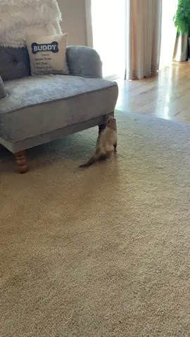 Tonight it was a sideways run #ferret #ferretlife #thief #weasle