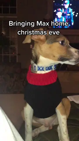 #greenscreenvideo #greenscreen if u couldn’t figure it out, i named him after the grinches dog :)