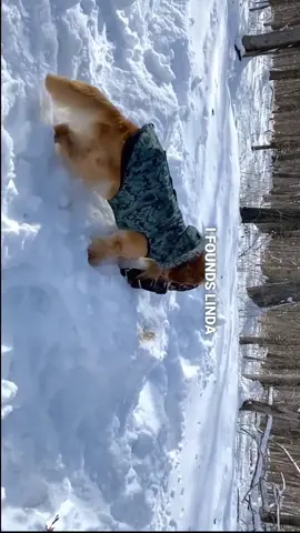 That time I almost lost Linda...😳 #dogsoftiktok