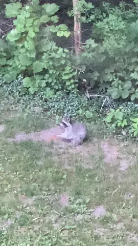 🥰 just a little coon eating. ￼