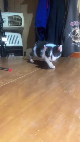 Muffin is such a cutie pie 🥰