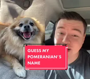 #duet with @jeremy_gonewild #greenscreen #selenemoongoddess #pomeranian #FathersDay #trendchallenge #cutedogsoftiktok #dogsoftiktok #sundayvibes #fyp