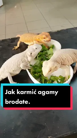 Mam nadzieję, że poradnik się przyda! 😜 #agama #agamabrodata #pogonavitticeps #jaszczurka #gad #dc #dlaciebie #terrarystyka #zwierzęta #GadziBastion