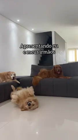Eu e meus irmãos ☝🏻#trend #brother #humor #foryou #dog #goldenretriever
