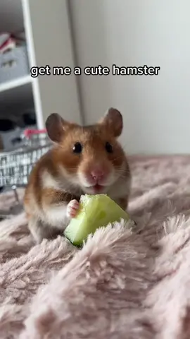 she’s honestly clueless #hamstersoftiktok #hamster #trending #nalathehammyy #viral #cute