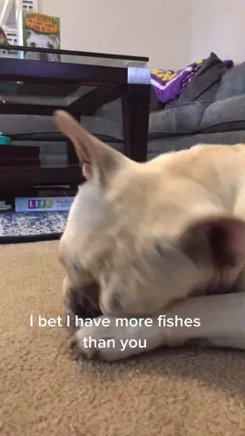 #TubiTaughtMe #frenchbulldog