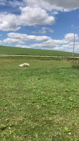 #llama #iowa #
