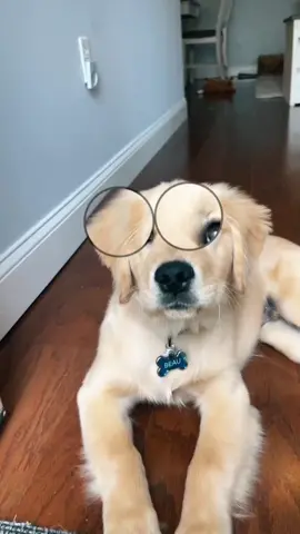 Hello my name is **Beau.💙 #fyp #foryoupage #puppy #dog #goldenretriever #goldenretrieverlife #puppylove