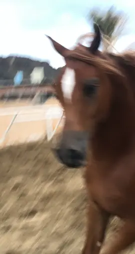 اشقر مذهب يلعب حوالي 🥺❤️#خيل #خيل_عربي_اصيل #خيل_وخياله🐎 #خيل_تصميم #اكسبلور #ترند #horse