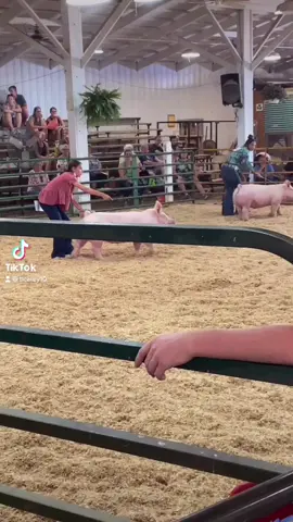🍀4-H Fair🍀 #swine #animals #4h #farmkids #fypシ #foryou #showmanship @addy.m.2684