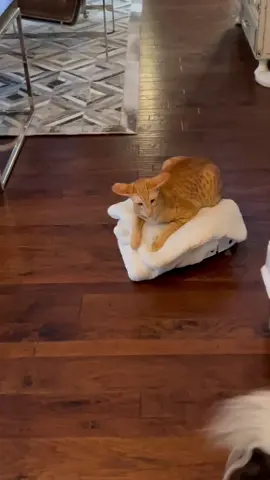 Keebler is levitating #BombPopAwards #orientalcats #cats #narwal #catlover #narwalrobot #catsdoingthings #orientalshorthair #robotvacuum #pet #funny