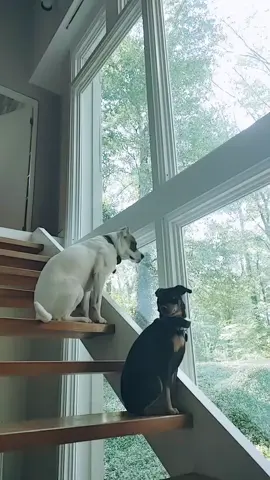 #mydawgs #rescuedfriends #fypシ #bestfriendscheck #bestseatinthehouse