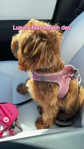 I was literally cracking up the whole time 💀💀💀 @littleluna.thecavapoo