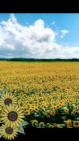 #sunflower #fyp #foryou #nanuofficial1