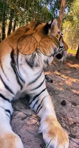 Enyo jumping on this trend 😻 #tiger #tigers #JuntosImparables #BombPopAwards #AsSceneOnTubi #fyp #fypシ #foryou #cute #adorable #funny #lol