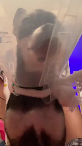 Cone of shame🥲