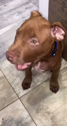 El perrito actúa increíble 😍🙏 IG: juandam_