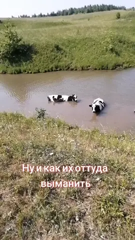 #деревенскаяжизнь #чувашия #пастух