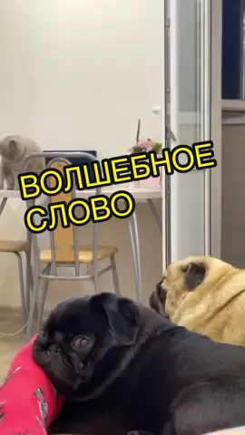 А КТО ПОЙДЁТ ГУ.......#мопс #собака #питомец #pet #dog #pug #рек #рекомендации #puglifethuglife