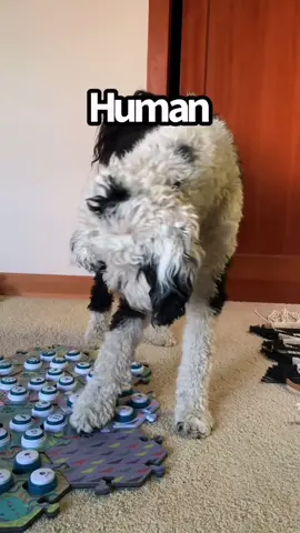 We put a second board upstairs. These are her first words on it! 😂#talkingdog #human #bunnythedog #dogsoftiktok #foryou #doggyday