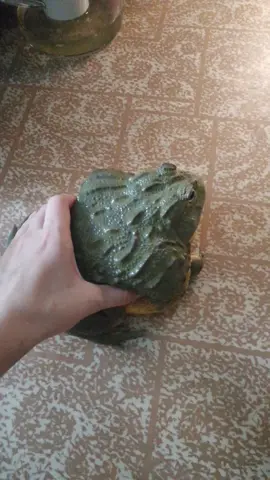 #рек #жаб #froggie #frogtiktok #horror #mem #врек #лягушка #bull #жабулька #жаба