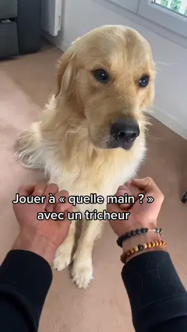J’ai jamais vu un aussi mauvais joueur 😂 #chienmignon