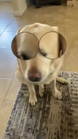 My grandparents dog #ashlee #ruby #labradorretriever #cute #hellomynameiszuzy #fyp