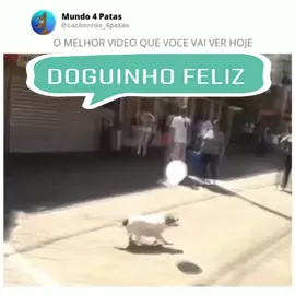 #caes #dogs #cachorro  #cachorrinho  #dog
