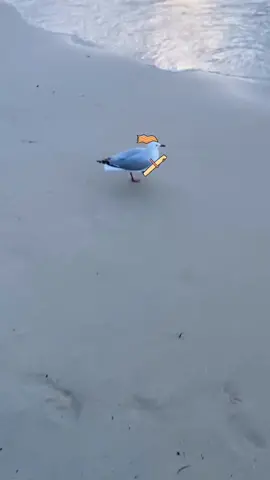 Chippy Chase #fyp #chips #seagull #sydney