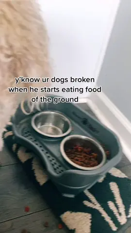 he’s literally been eating his food off the floor #fy #fyp #foryou #foryoupage #virall #fyppp #viral