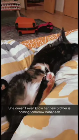 Let’s hope they get along 🤞 #catsoftiktok #kittensoftiktok #cats