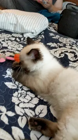 #cat #kitten #cattoy #kitty #kittycat #cutekitty
