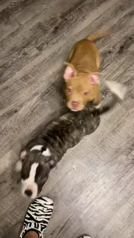 I miss this size 😩🥺 #puppies #7months #daisy #autumnnight #dogmom