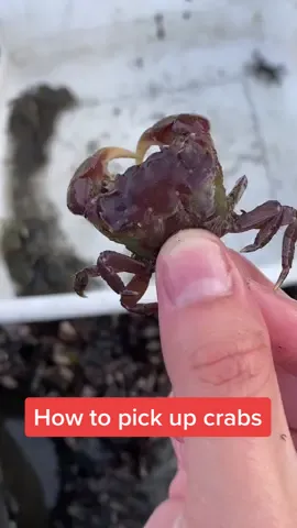 Reply to @joe7260 Beware the crabby crabs 🦀 #crab #howto #marinebiology #fyp #foryou
