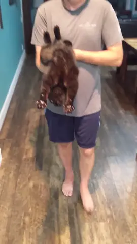 My nightly flight to bed. 🦸#blackcatsoftiktok #clevercat #catlover #cattricks #dogtricks