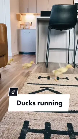 Sound on for the cutest flippers #babyanimals #pets #ducksinspace