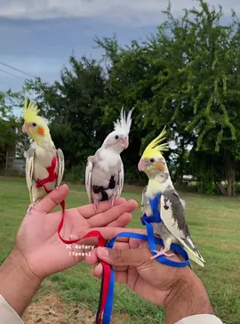 Which color harness looks the best on them? 😊 These are some very beautiful cockatiel babies we’re training!! 🥰 #cockatiel #babycockatiel #birdy