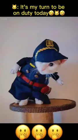 Am I cute?😘🐱😘#pets #cats #foryou #kitty #fypシ