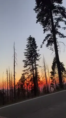 I’m so grateful for this life #sequoia #travel #lovelife #livingthedream #higheringvibrations #summertime