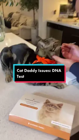 You've asked about Chase’s breed and thanks to #wisdompanel we were able to find out, plus vital health insights! Use MEOWING30 for a special $30 off!