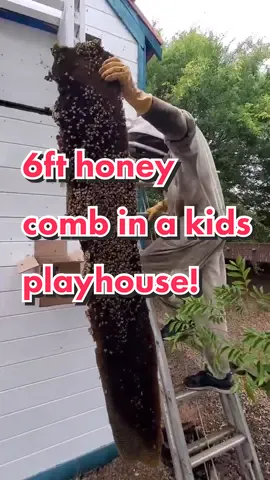 can you guess how old this 🐝hive is? #savethebees #beetok #bees #beerescue #beekeeper #beekeeping #nature #honey #hive #construction #bee #fypシ