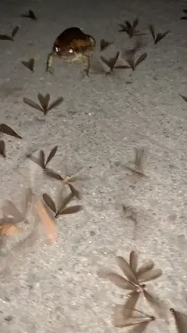 Yung pagkain na kusang lumalapit sayo 😆. Mukbang si palaka. #fy #fyp #foryourpage #goodvibes #frog #insects