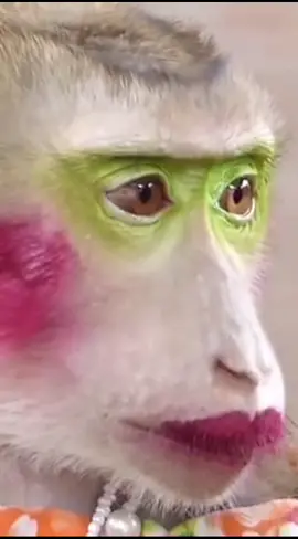 beautiful monkey with makeup 😂😂