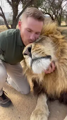 Sometimes all we need is a cuddle and a Smile to make our day better! 🧡😎🦁 #georgethelion #shandorlarenty #MyPride #safari #watermelonsugar