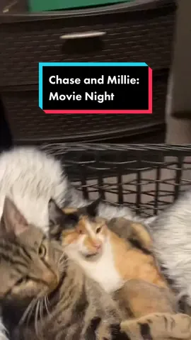 🥴 #fyp #foryou #foryoupage #catsoftiktok #trending #duets #viral